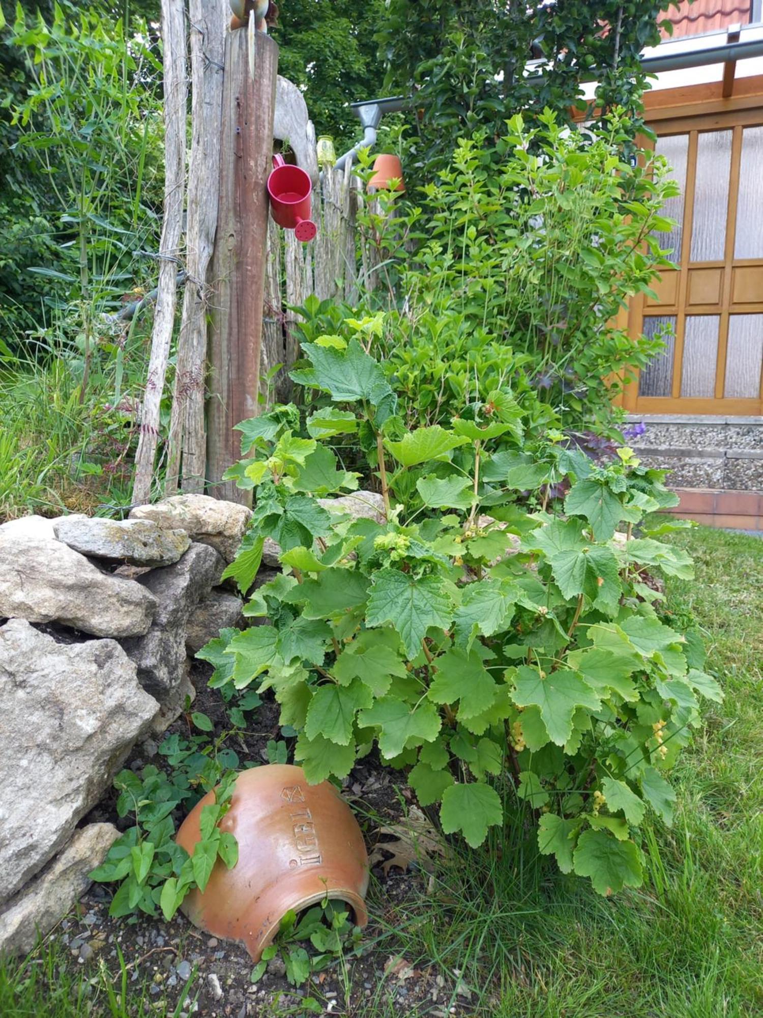 Elfenhaeuschen Mit 3 Dtv Sternen Ausgezeichnet Villa บัดฮาร์ซบวร์ก ภายนอก รูปภาพ